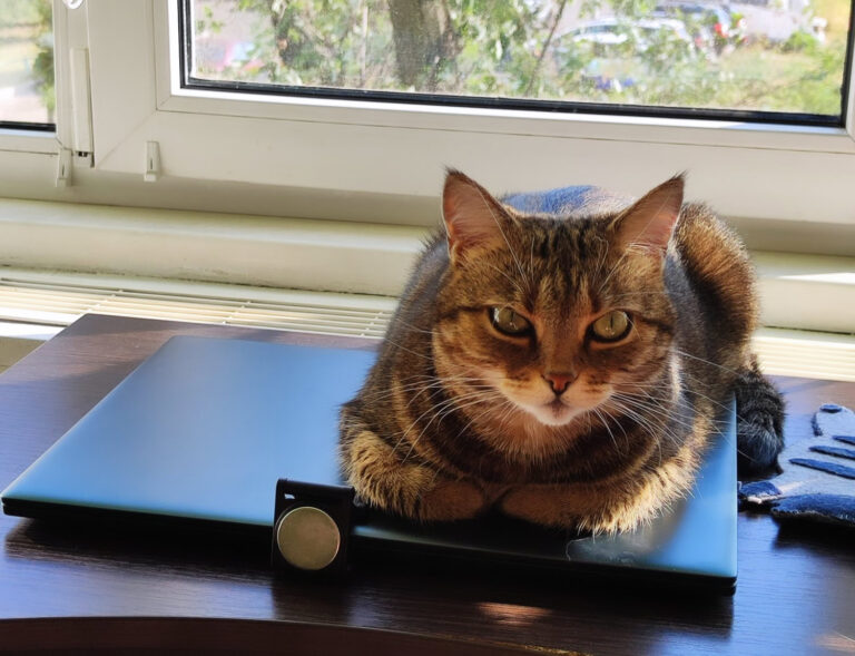 SEO para PAWS Conferência de transmissão ao vivo: ingressos grátis agora
